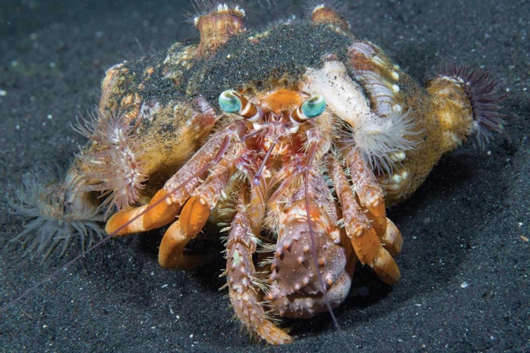 Hermit crabs use their antenae to touch and feel their surroundings, including other crabs.