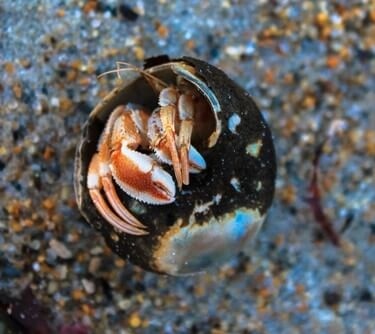 Hermit crabs will sometimes turn upside down as a way to protect themselves.