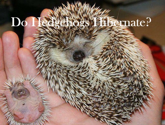 Hibernation is a common reason why hedgehogs roll into a ball.