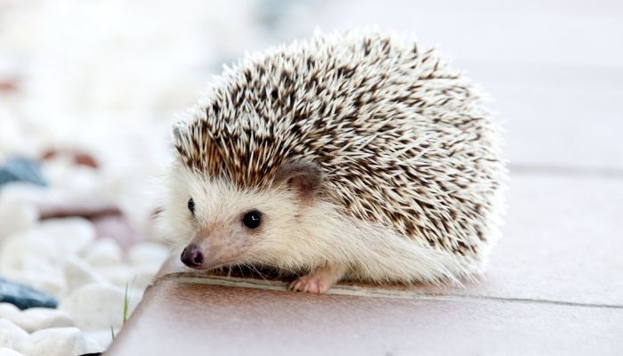 Hibernation is a natural process for hedgehogs, and they will typically do it for several months out of the year.