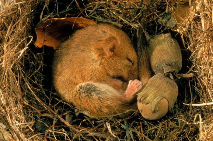 Hibernation is a state of inactivity in which an animal conserves energy by sleeping through the winter. 8.