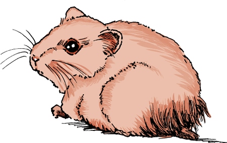 Hind limb paralysis in hamsters is a serious condition that can be treated with medication and physical therapy.
