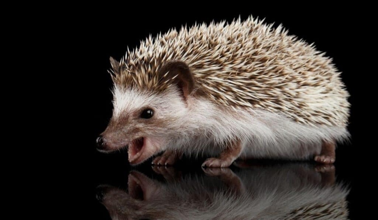 Hissing and puffing is a sign of aggression in hedgehogs.