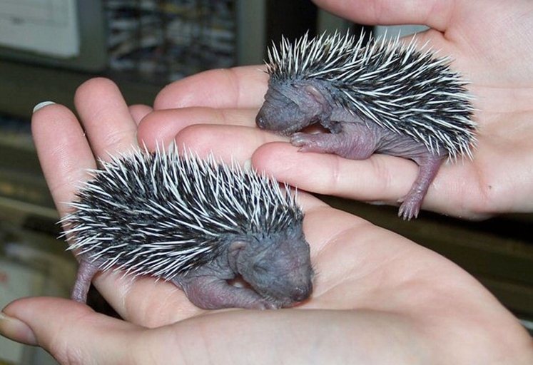 Hoglets are the baby hedgehogs and you can feel them in your hedgehogs stomach.