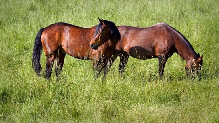 Horses are herbivores and their natural diet consists of grass.