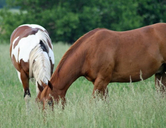 Horses that are mycotoxin poisoned will often stop eating grain, but continue to eat hay.