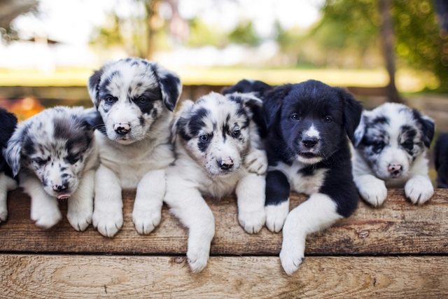 How Canine Genetics Influence Characteristics - It is a common misconception that a puppy will take after its mother or father in terms of appearance and personality.