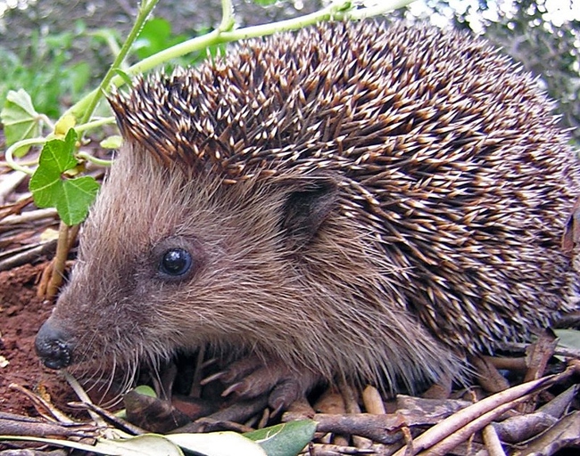 Hugh's hedgehog is a small, spiny mammal.
