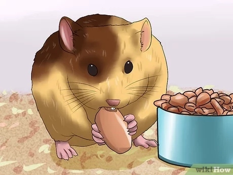 Hygiene when feeding baby hamsters is critical to their health and well-being.