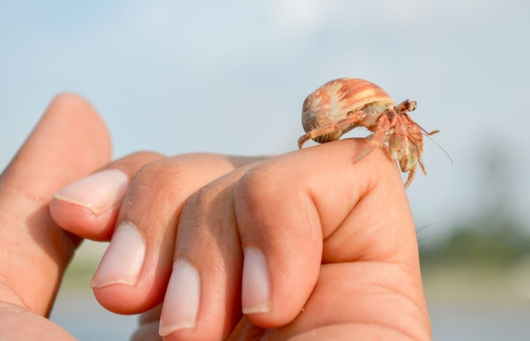 If a hermit crab pinches you, it is best to move your hand away slowly.