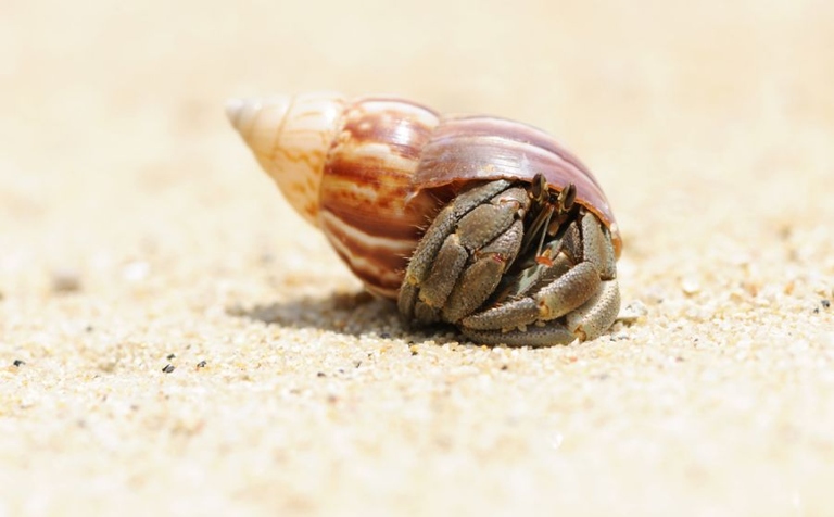 If a hermit crab pinches you, it is important to remain calm and gently remove your hand from its grip.