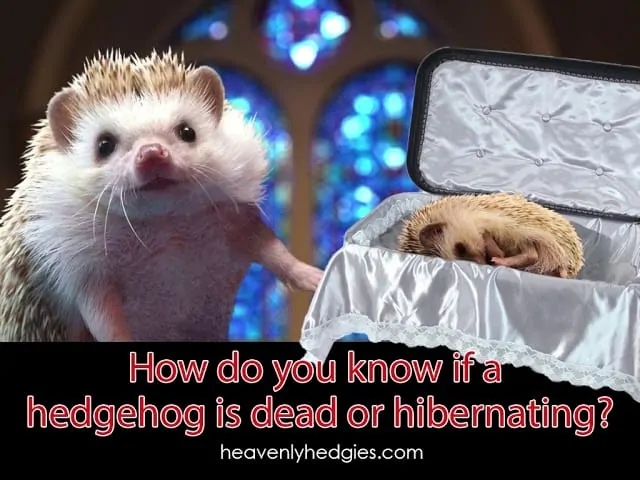 If hedgehogs get too hot, they can die.