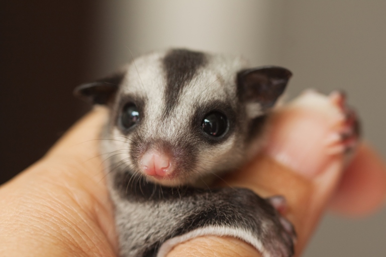 If one sugar glider is sick or injured, the other sugar gliders may fight it.