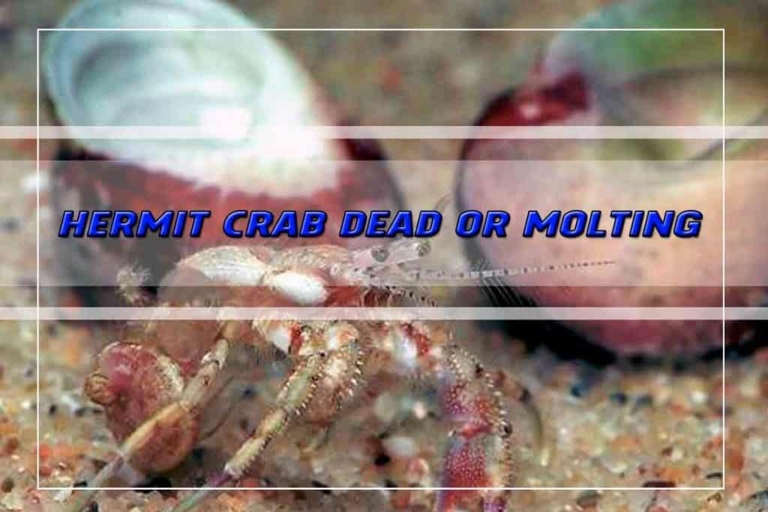 If the hermit crab's tank smells bad, it is likely that the hermit crab is dead.