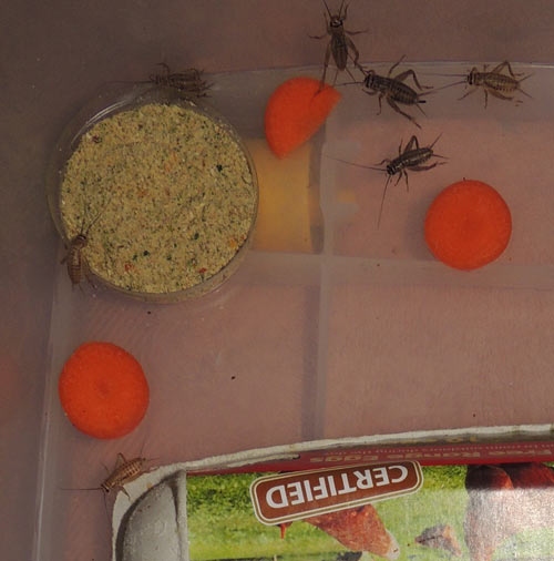 If the temperature inside of the enclosure gets too hot or too cold, the crickets will die.