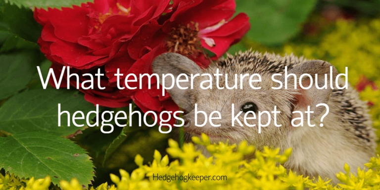 If the temperature of the room is too cold for you, it's probably too cold for your hedgehog.