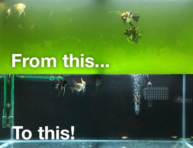 If the water in your fish tank is green, it's time to do a water change.
