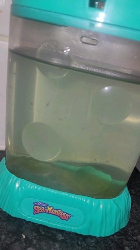 If the water in your Sea Monkey tank is cloudy, it's time for a cleaning.