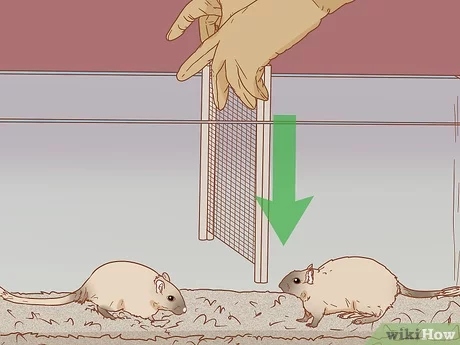 If you are comfortable with your gerbils and feel like they are ready, you can remove the divider between their cages.