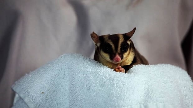 If you are introducing your sugar glider to another pet, do so slowly and carefully.