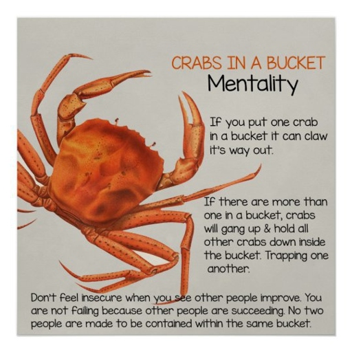 If you are looking to add some additional seafood friends to your hermit crab's life, shrimp make good candidates.
