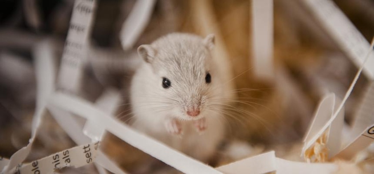 If you are planning on keeping your gerbils in the same cage, it is important to keep a close eye on them for several weeks to ensure that they get along.