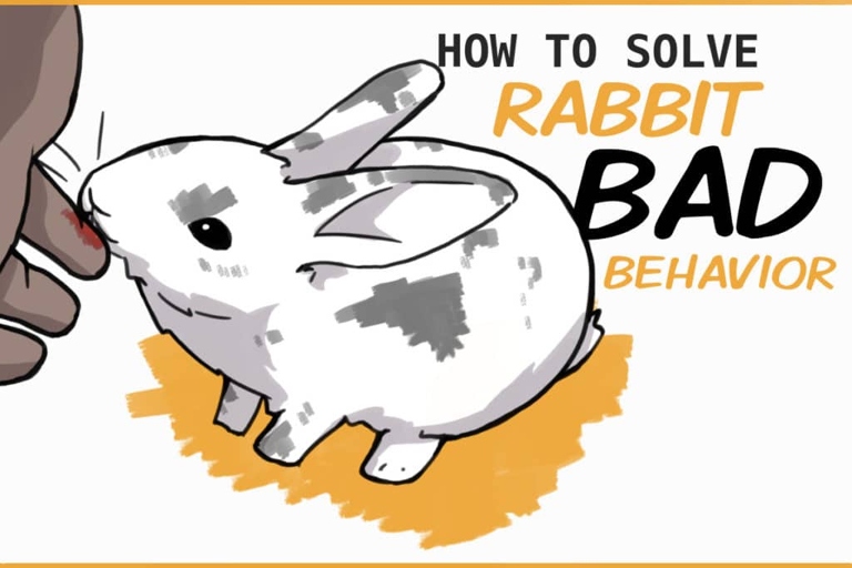 If you catch your rabbit in the act of peeing on your bed, you can try to redirect their behavior by placing a litter box in that spot.