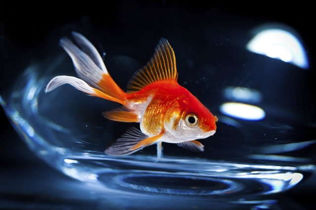 If you don't properly prepare the water for an aquarium change, your fish may not eat.