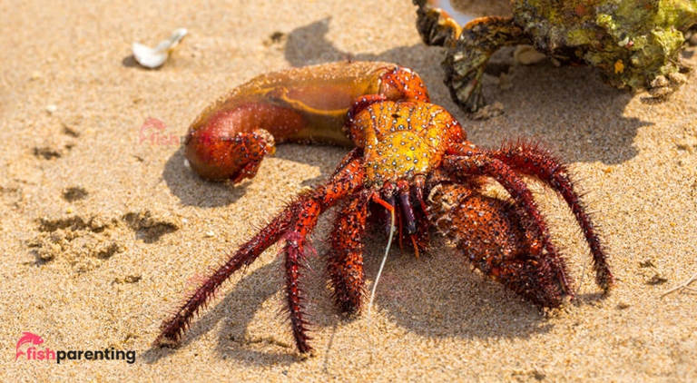 If you find a hermit crab without a shell, you can help it by giving it a new one.