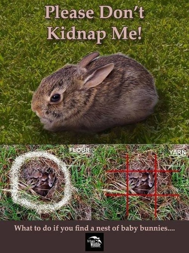 If you find a wild rabbit nest with babies, leave them alone.