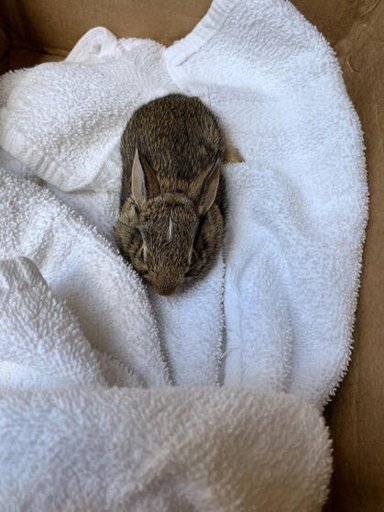 If you find an injured wild rabbit, you should take it to a wildlife rehabilitation center.
