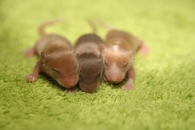 If you find baby mice without their mom, you could help them survive by giving them food and water.