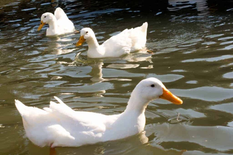 If you find ducks particularly noisy, you could get rid of them.