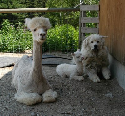 If you have a dog and alpacas, you will need to train your dog to leave the alpacas alone.