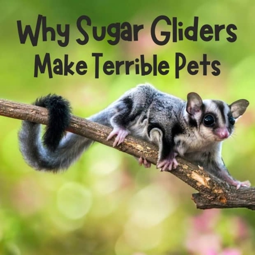 If you have a dog and are considering getting a sugar glider, it's important to make sure you can keep them both safe and healthy by restraining both animals.