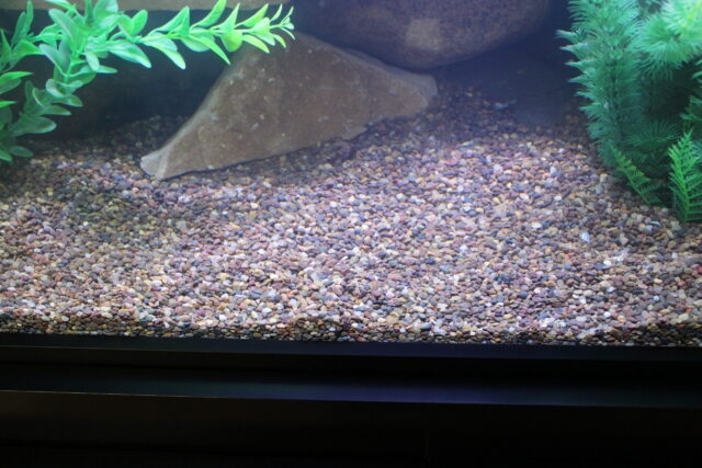 If you have a fish tank, it is important to clean the gravel every two weeks.