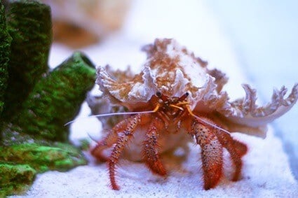 If you have a hermit crab, you will need to clean their tank.