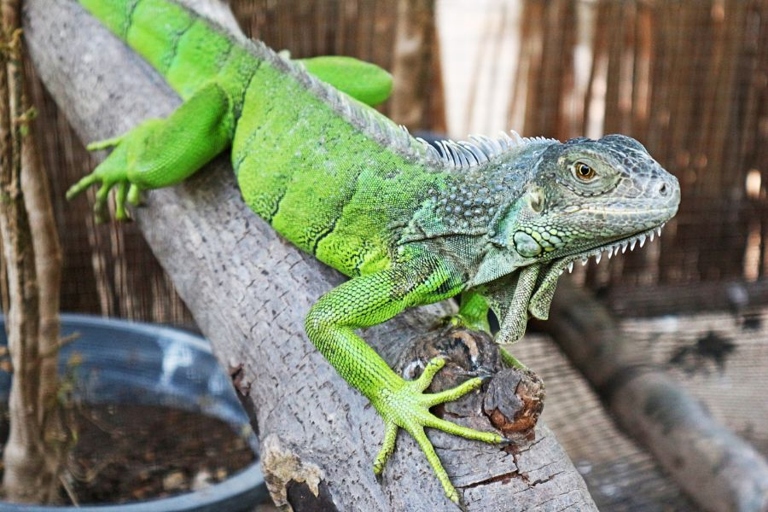 If you have a pet iguana and are wondering if they can swim in chlorine pools, the answer is no.