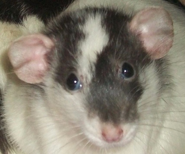 If you have a pet rat that is hiding, follow these six easy steps to get them out.