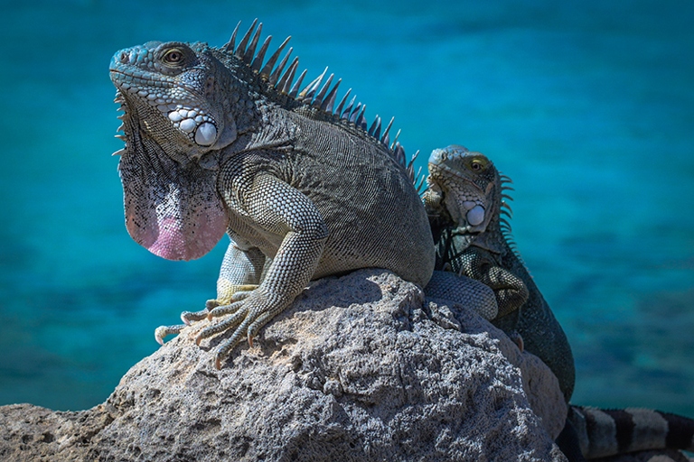 If you have a pool, be sure to use a pool cover when you're not using it to keep iguanas out.
