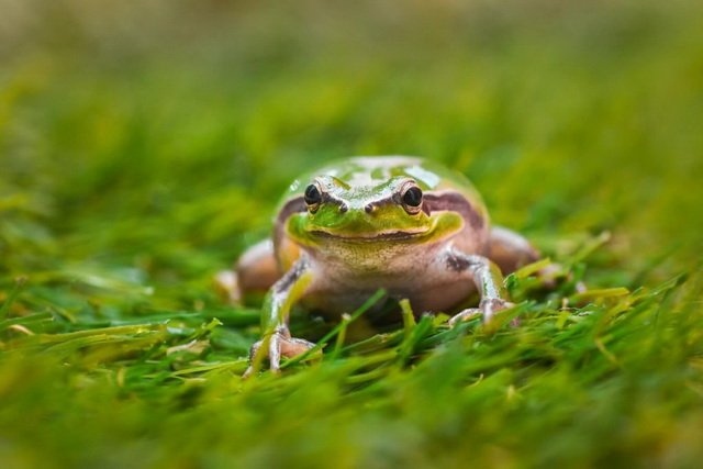 If you have a problem with frogs in your home, you can try spreading salt or coffee grounds around the perimeter.