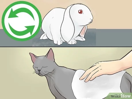 If you have a rabbit, it is best to keep it in another room away from your cats.