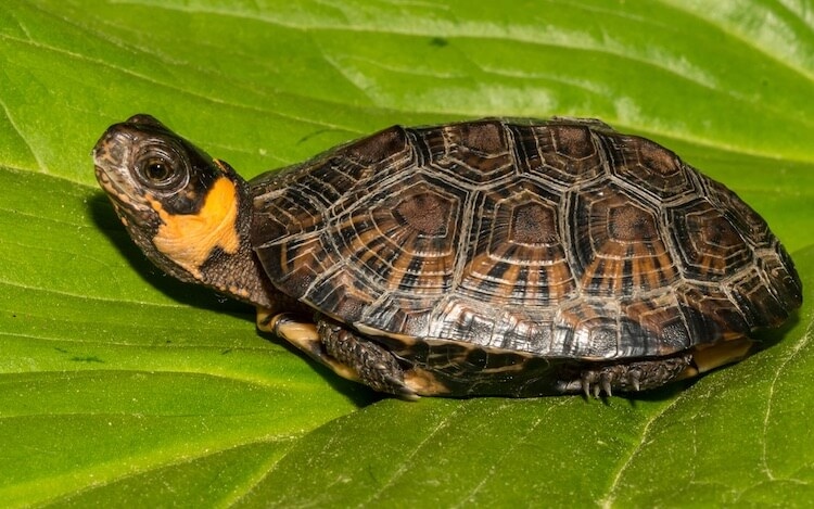 If you have a turtle as a pet, you may be wondering what kind of turtle you have.