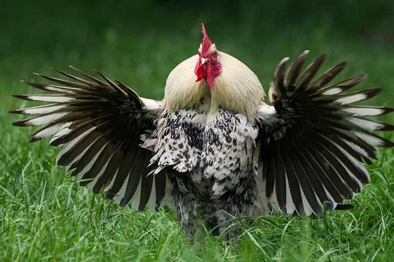 If you have an aggressive rooster, do not allow him to breed.