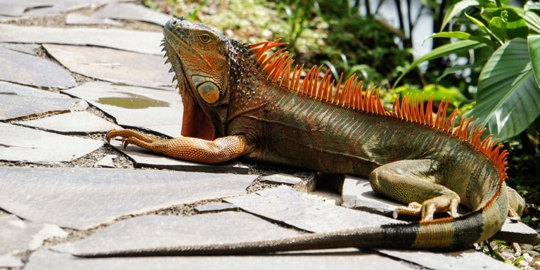 If you have an iguana, it is best to call a professional to help you take care of it.
