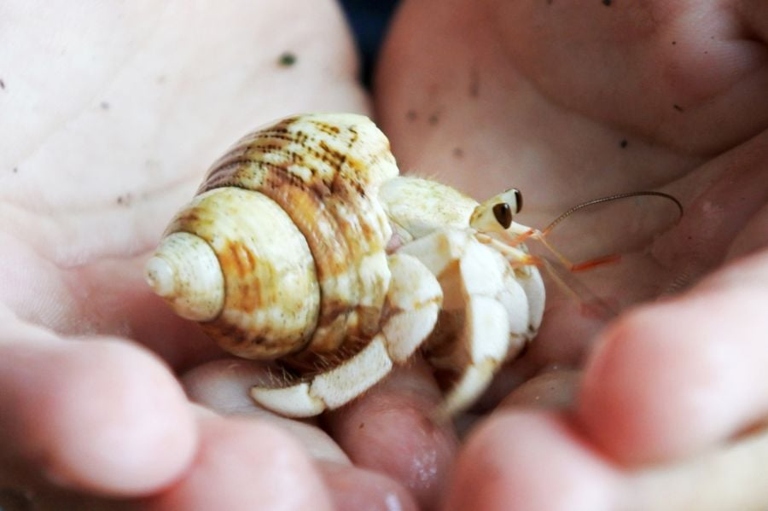 If you have hermit crabs as pets, you may have to try food distraction if you want to hold them.