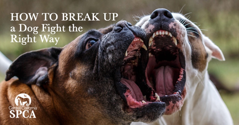 If you have two dogs that are fighting, you will need to break them up.