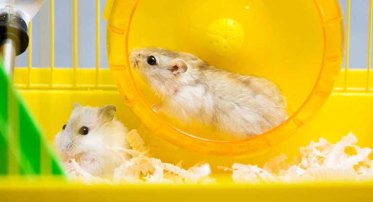 If you have two hamsters, it is best to keep them in separate cages.