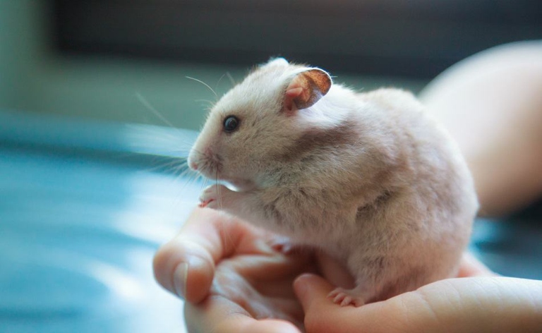 If you keep your hamster out of the cage too long, it may poop on you.