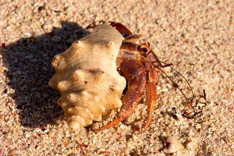 If you notice your hermit crab is missing a claw, don't panic.